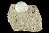 Eocene Fossil Gastropod (Globularia) - Damery, France #73807-1
